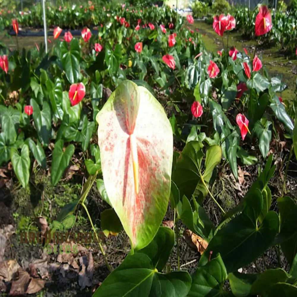 Anthurium Mixed Flower Planting Seeds Vibrant & Exotic Blooms For Your Garden Seeds