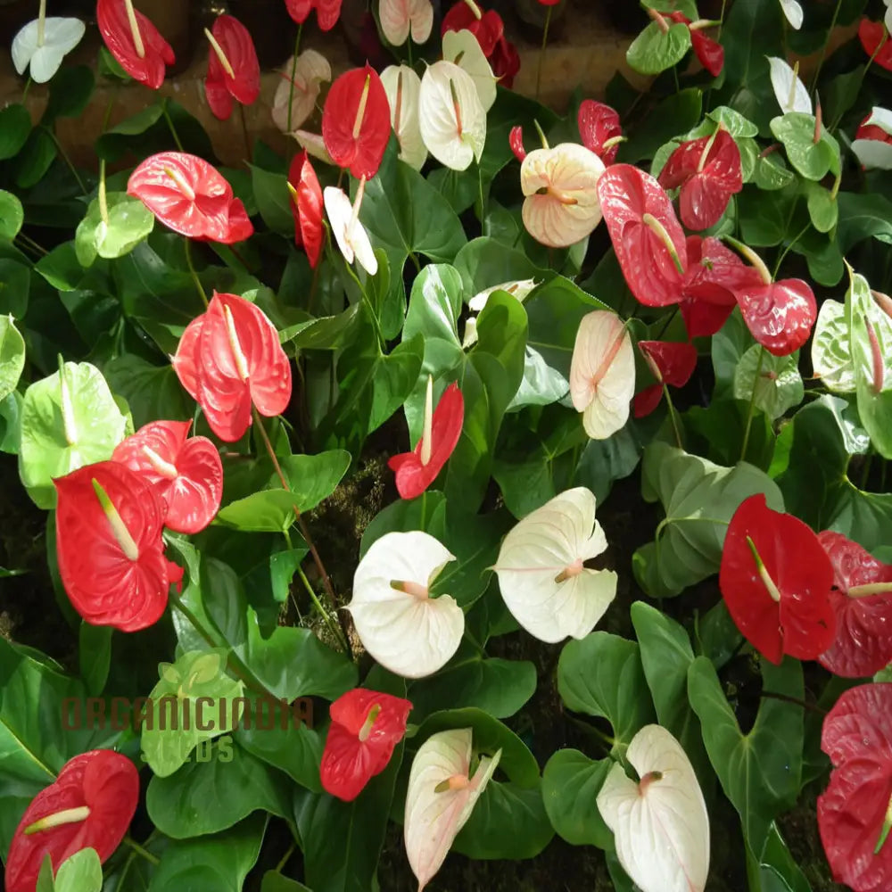 Anthurium Mixed Flower Planting Seeds Vibrant & Exotic Blooms For Your Garden Seeds