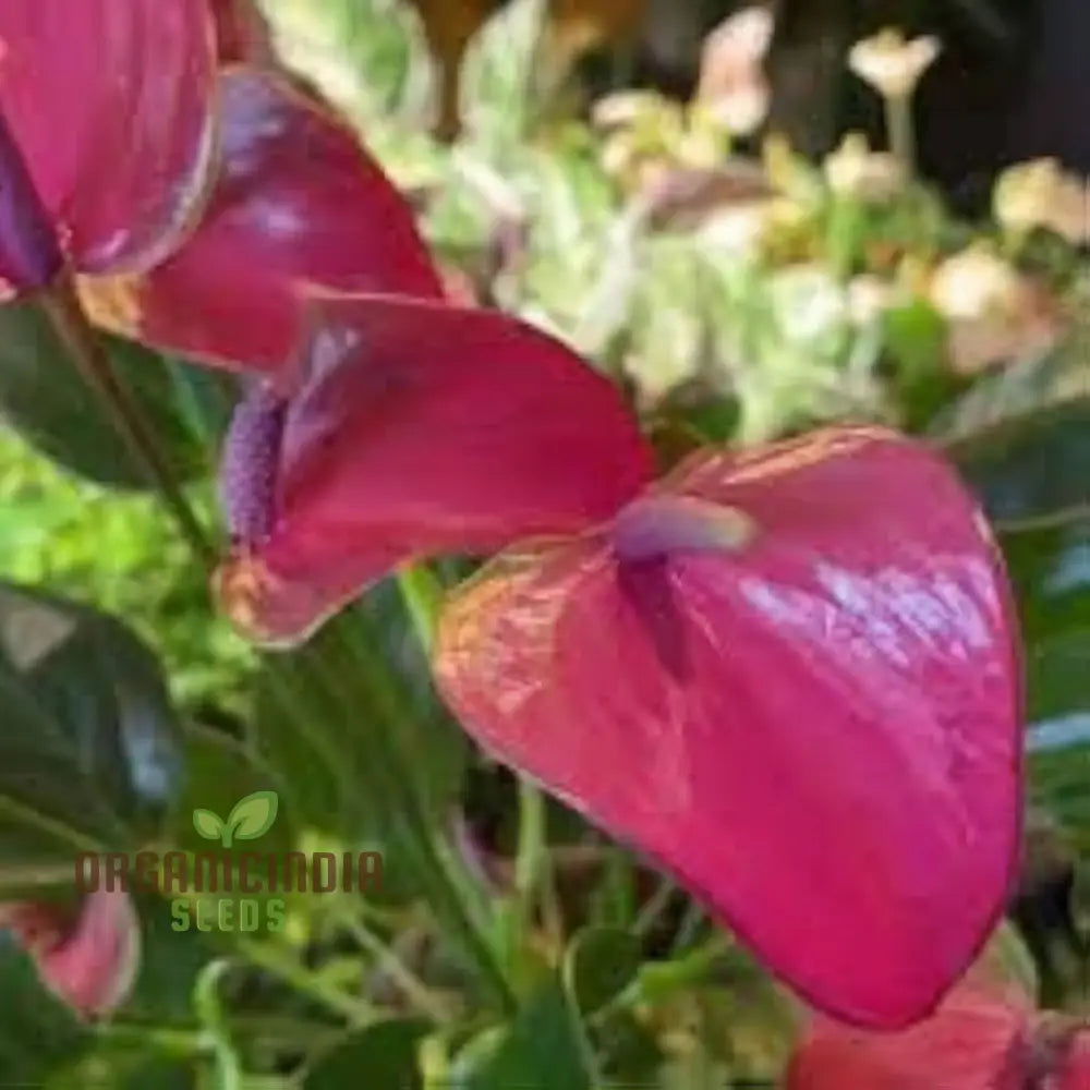 Anthurium Mixed Flower Planting Seeds Vibrant & Exotic Blooms For Your Garden Seeds