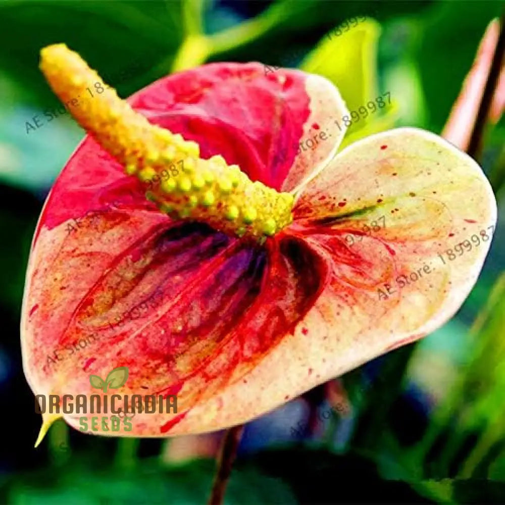 Anthurium Plant Seeds Multi-Colored Seedlings For Sale Tropical