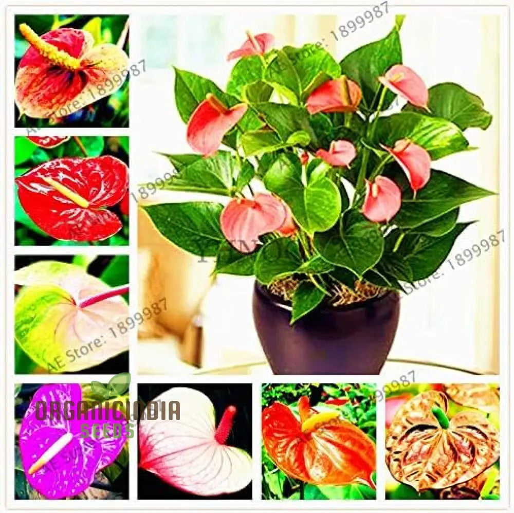 Anthurium Plant Seeds Multi-Colored Seedlings For Sale Tropical