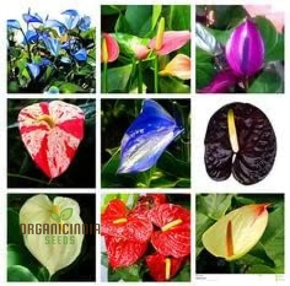 Anthurium Plant Seeds Multi-Colored Seedlings For Sale Tropical