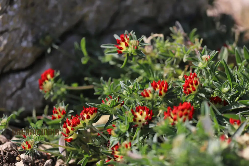 Anthyllis Vulneraria Coccinea: Vibrant Red Blooms For Your Garden | Shop Now!