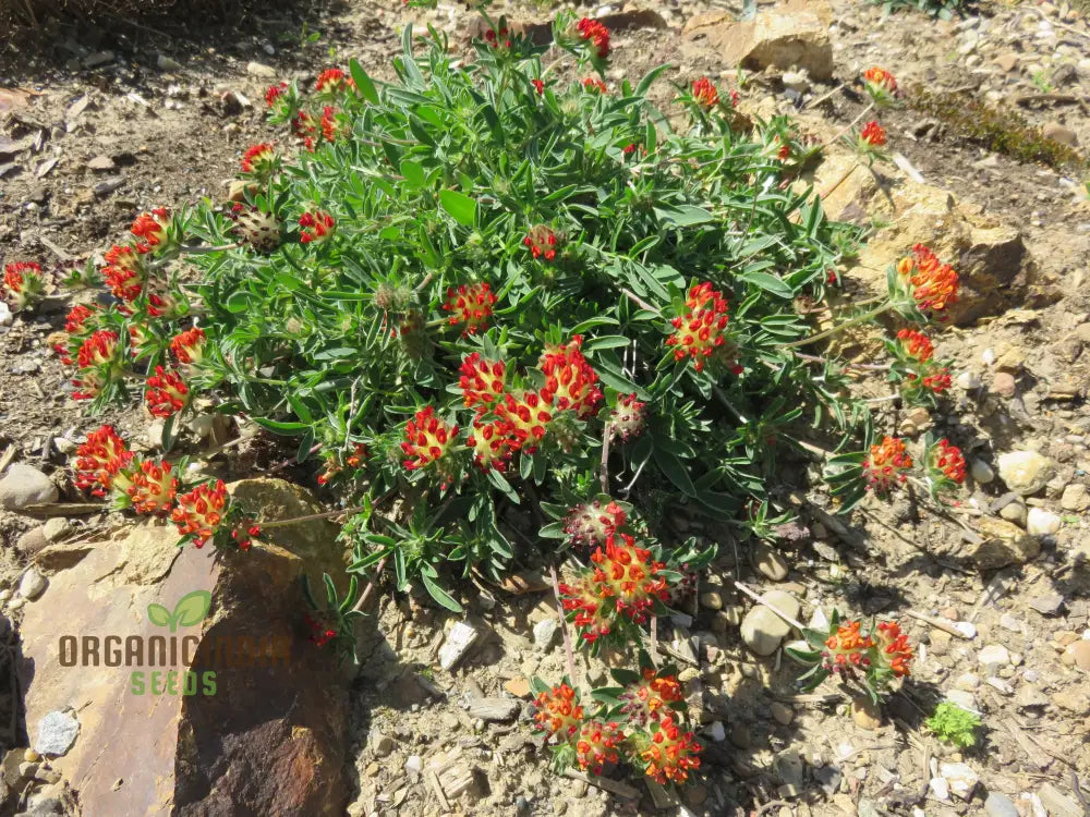 Anthyllis Vulneraria Coccinea: Vibrant Red Blooms For Your Garden | Shop Now!