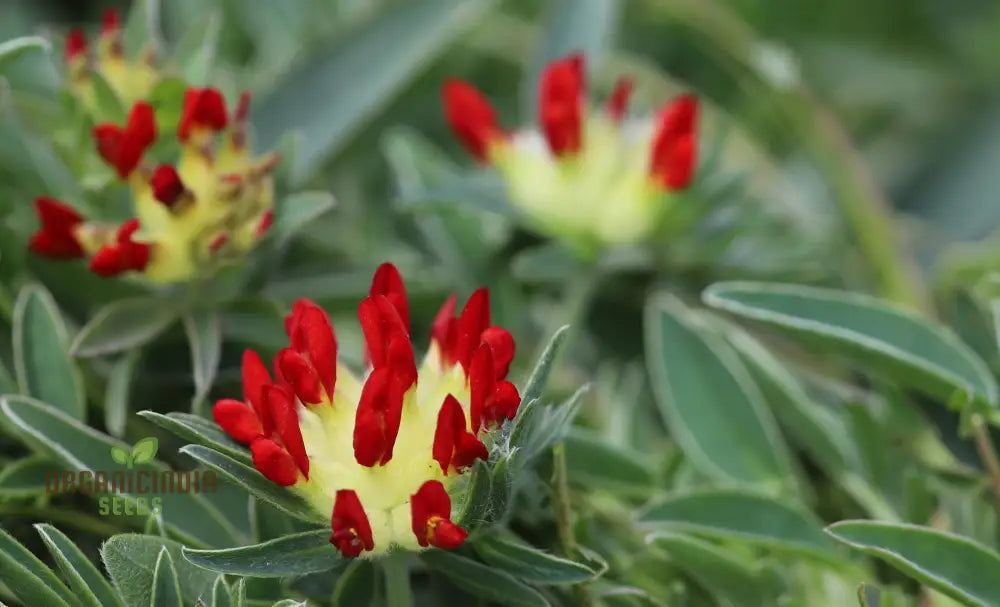 Anthyllis Vulneraria Coccinea: Vibrant Red Blooms For Your Garden | Shop Now!