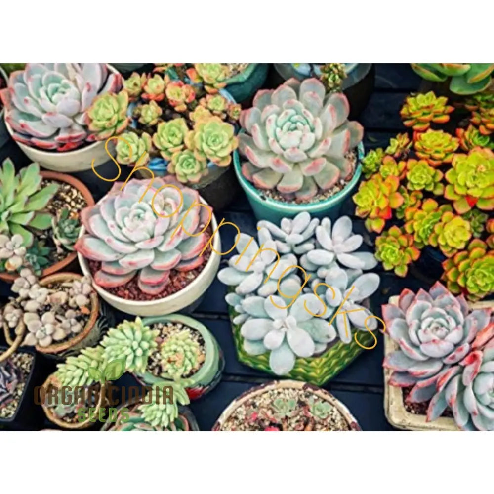 Anti-Radiation Mix Succulents Seeds Pack – Grow 200 Indoor & Outdoor All-Season Varieties To Keep