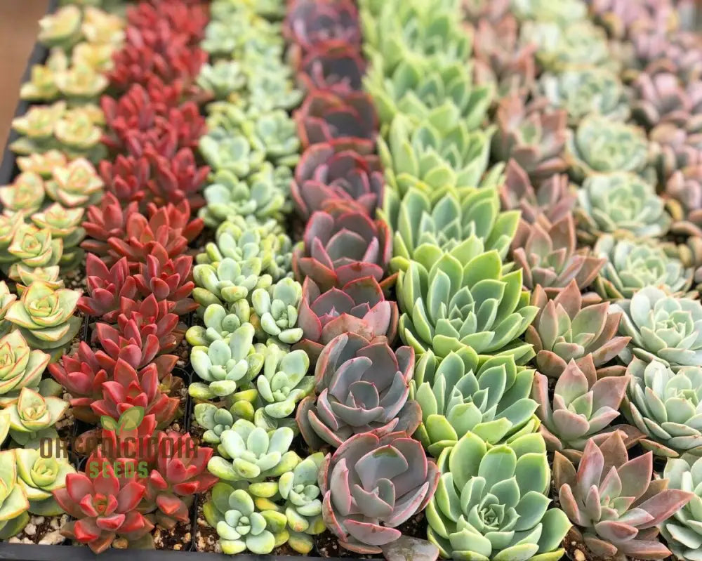 Anti-Radiation Mix Succulents Seeds Pack – Grow 200 Indoor & Outdoor All-Season Varieties To Keep