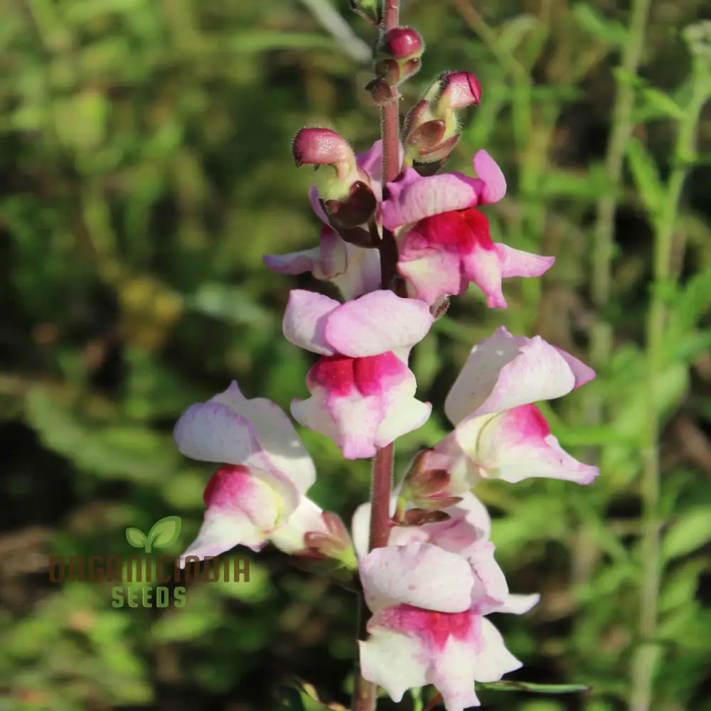 Antirrhinum Lucky Lips Seeds – Elevate Your Gardening Experience With Unique Vibrant Blooms!