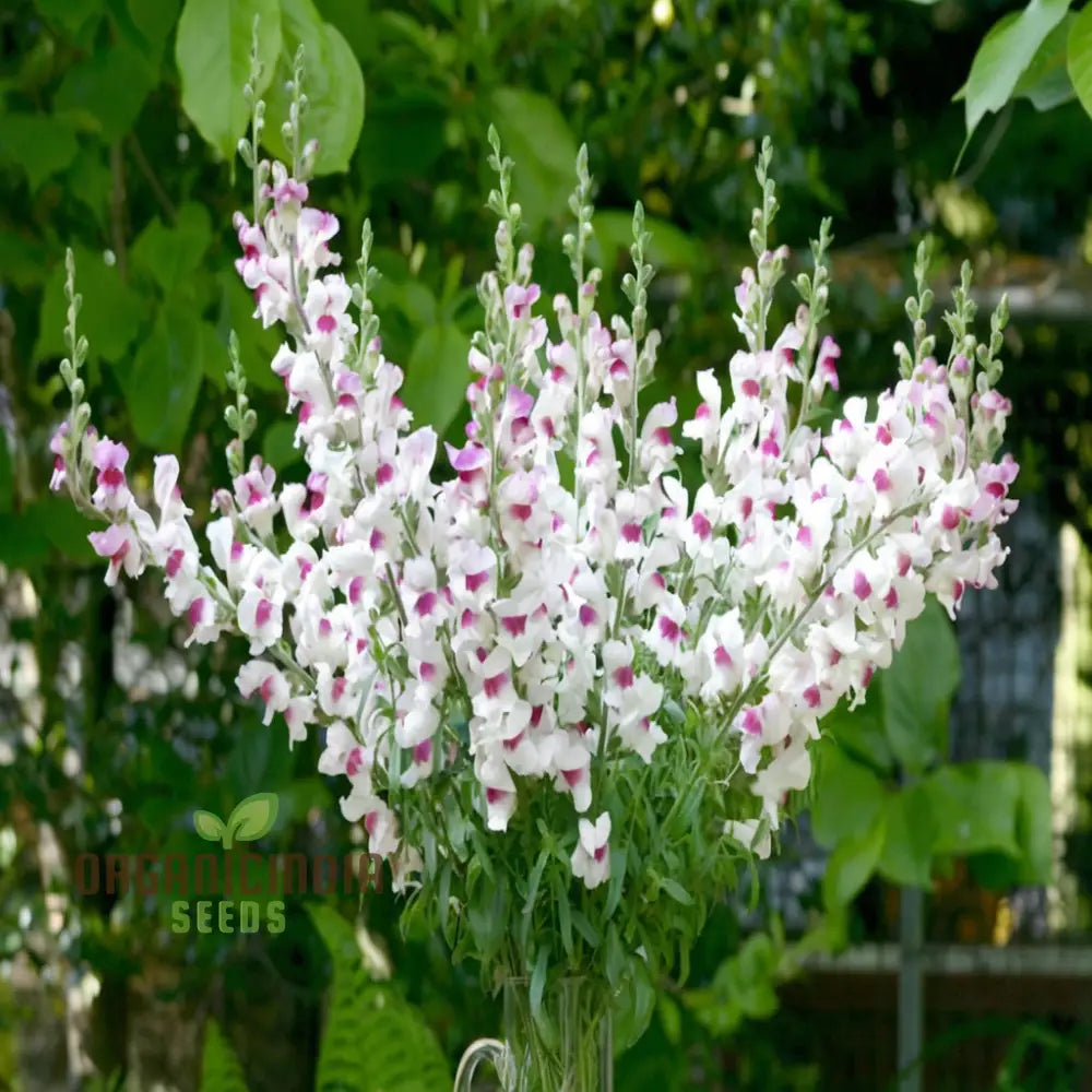 Antirrhinum Lucky Lips Seeds – Elevate Your Gardening Experience With Unique Vibrant Blooms!