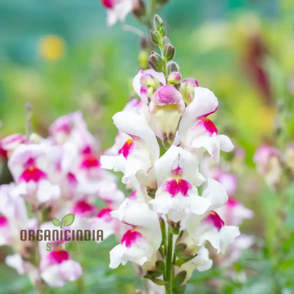 Antirrhinum Lucky Lips Seeds – Elevate Your Gardening Experience With Unique Vibrant Blooms!