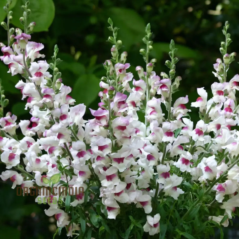 Antirrhinum Lucky Lips Seeds – Elevate Your Gardening Experience With Unique Vibrant Blooms!