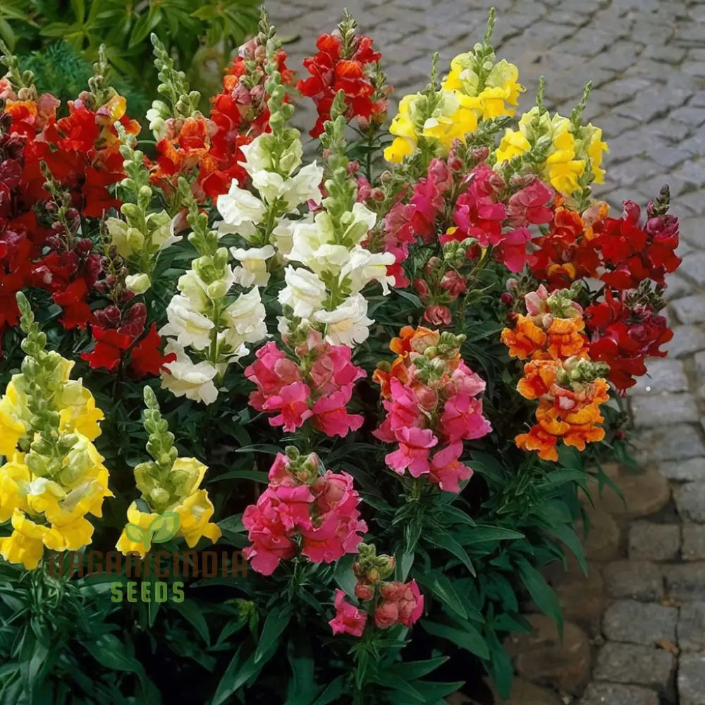 Antirrhinum Madam Butterfly Flower Seeds – Elevate Your Gardening Experience With Vibrant