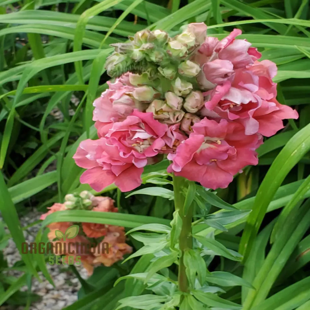 Antirrhinum Madam Butterfly Flower Seeds – Elevate Your Gardening Experience With Vibrant