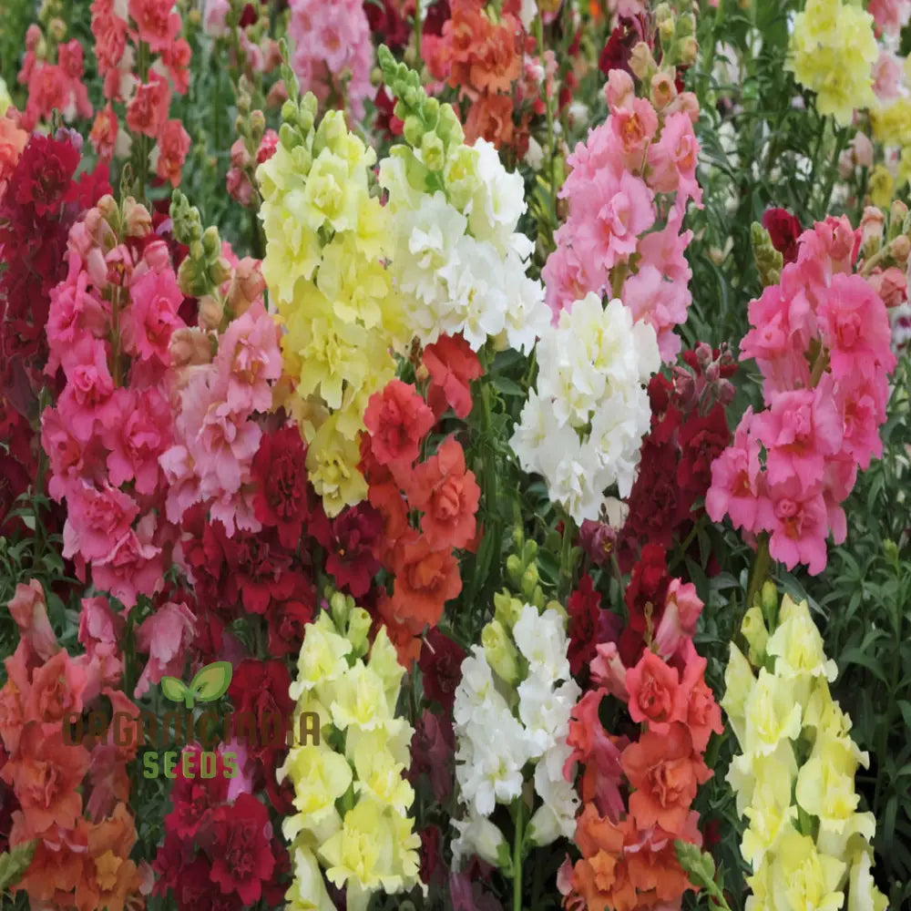 Antirrhinum Madam Butterfly Flower Seeds – Elevate Your Gardening Experience With Vibrant