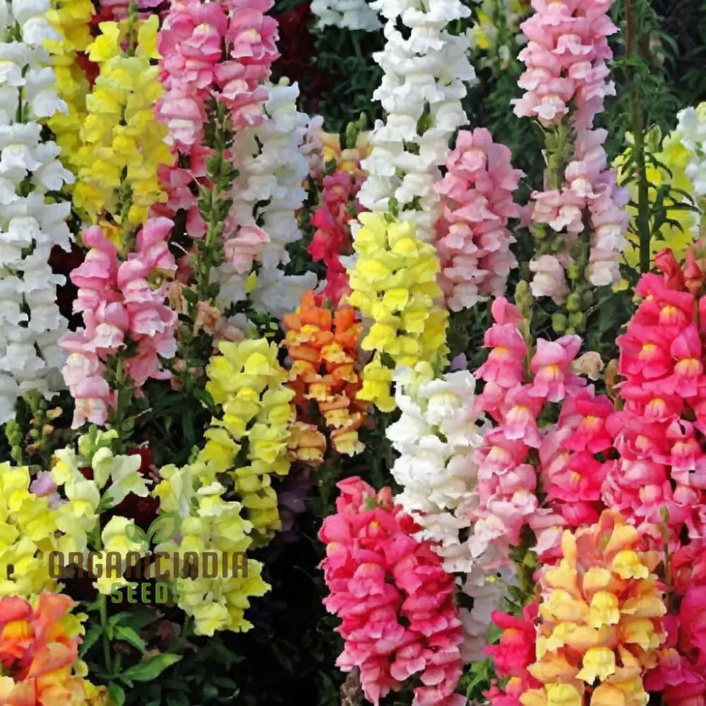 Antirrhinum Madam Butterfly Flower Seeds – Elevate Your Gardening Experience With Vibrant