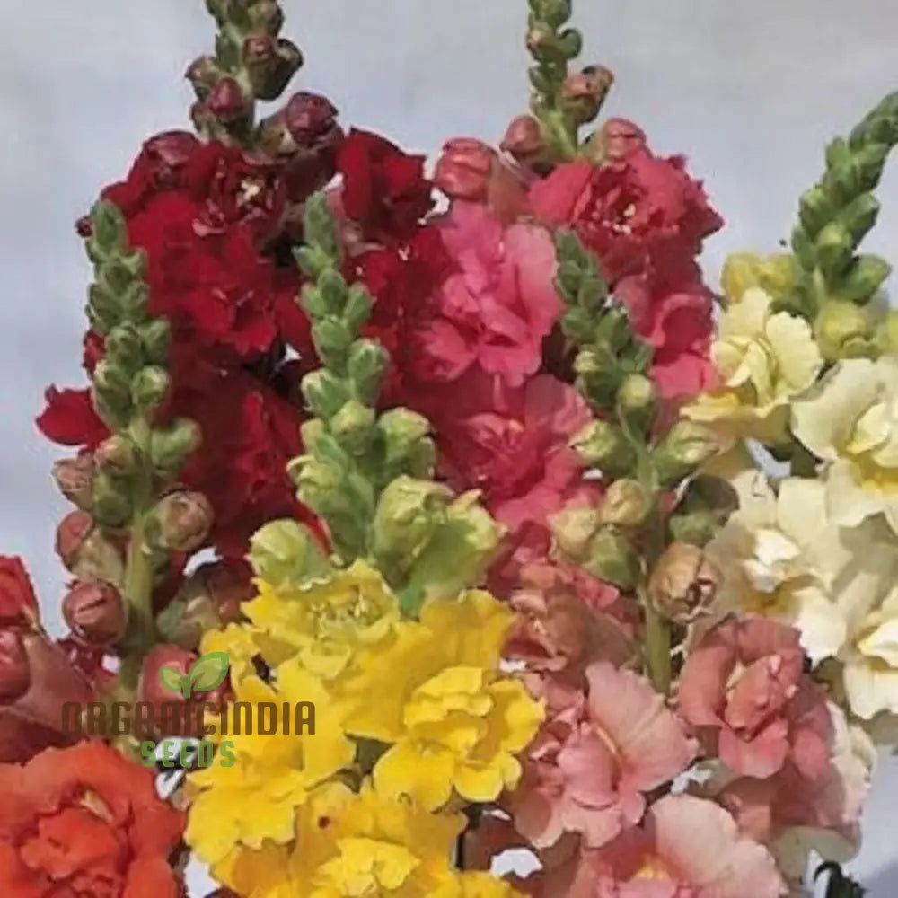 Antirrhinum Madam Butterfly Flower Seeds – Elevate Your Gardening Experience With Vibrant