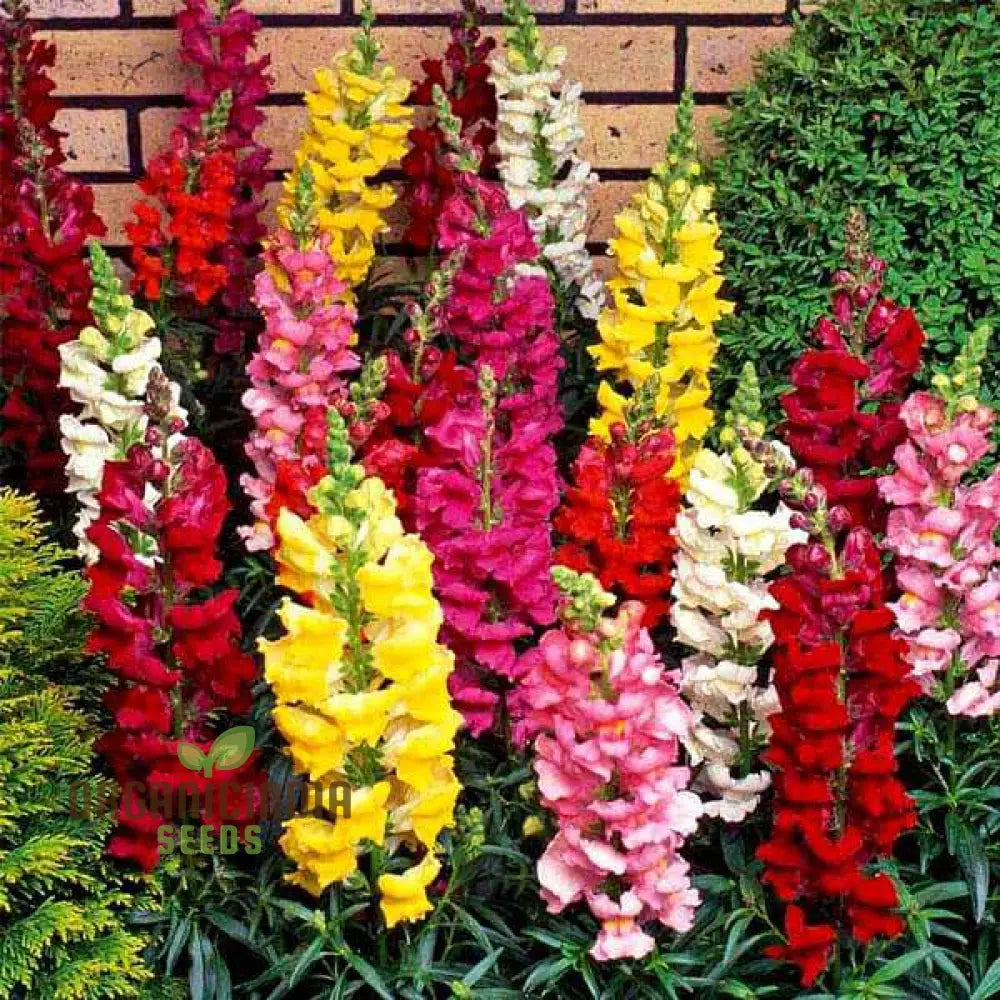 Antirrhinum Majus Admiral Mixed F1 Flower Seeds Enhance Your Garden With Colorful Blooms And Expert