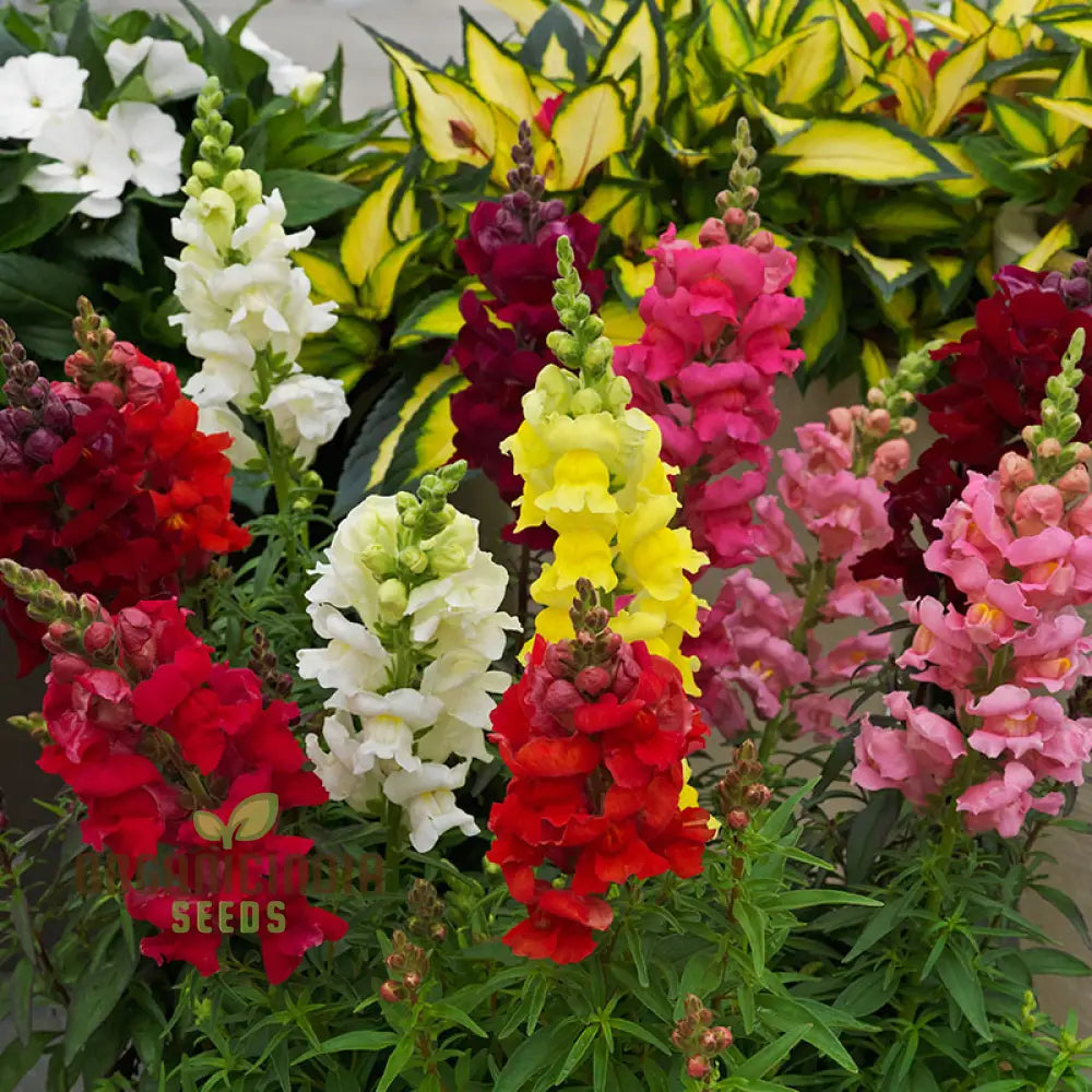 Antirrhinum Majus Admiral Mixed F1 Flower Seeds Enhance Your Garden With Colorful Blooms And Expert