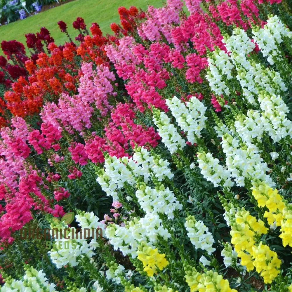 Antirrhinum Majus Admiral Mixed F1 Flower Seeds Enhance Your Garden With Colorful Blooms And Expert