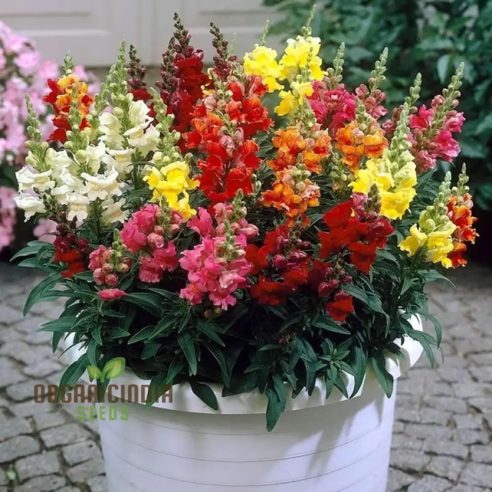 Antirrhinum Majus Admiral Mixed F1 Flower Seeds Enhance Your Garden With Colorful Blooms And Expert