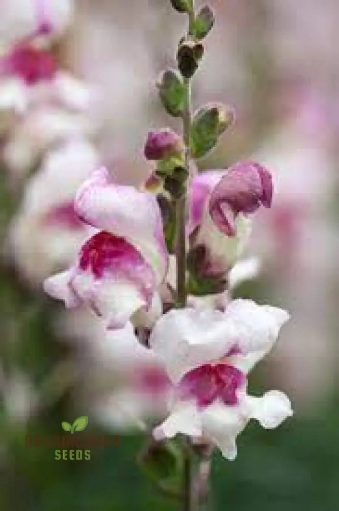 Antirrhinum Majus ’Lucky Lips’ - Vibrant Snapdragon For Your Garden Delight