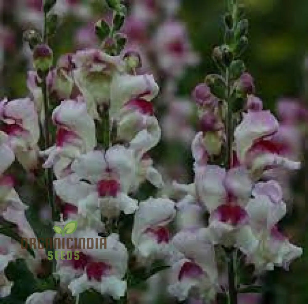 Antirrhinum Majus ’Lucky Lips’ - Vibrant Snapdragon For Your Garden Delight