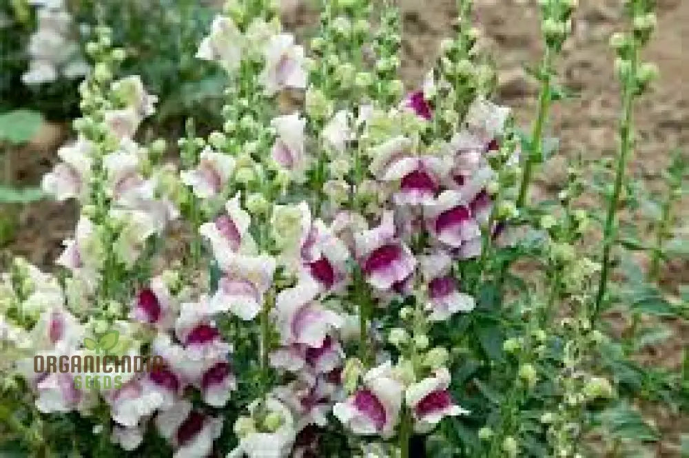 Antirrhinum Majus ’Lucky Lips’ - Vibrant Snapdragon For Your Garden Delight