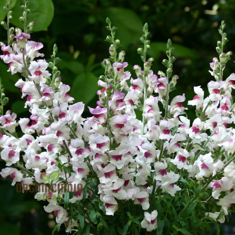 Antirrhinum Majus ’Lucky Lips’ - Vibrant Snapdragon For Your Garden Delight