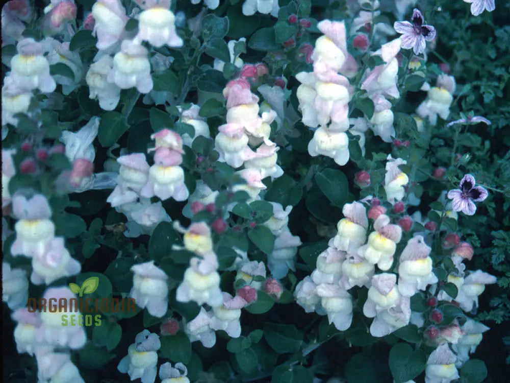 Antirrhinum Molle Seeds For Gardening – Beautiful And Hardy Snapdragon Flower Your Garden