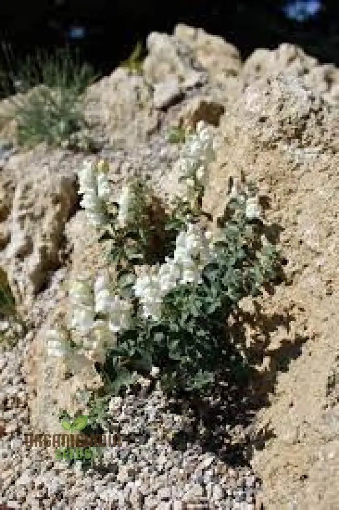 Antirrhinum Molle Seeds For Gardening – Beautiful And Hardy Snapdragon Flower Your Garden