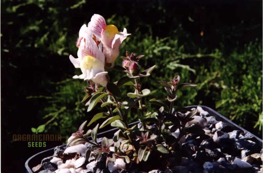 Antirrhinum Molle Seeds For Gardening – Beautiful And Hardy Snapdragon Flower Your Garden