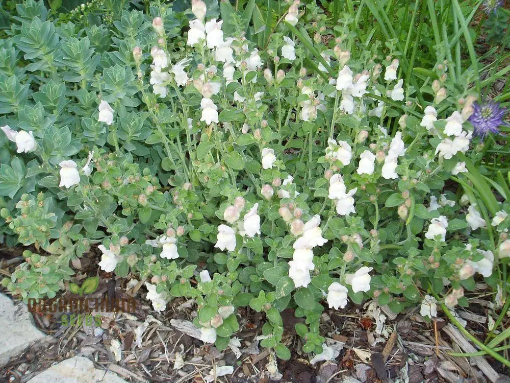 Antirrhinum Molle Seeds For Gardening – Beautiful And Hardy Snapdragon Flower Your Garden