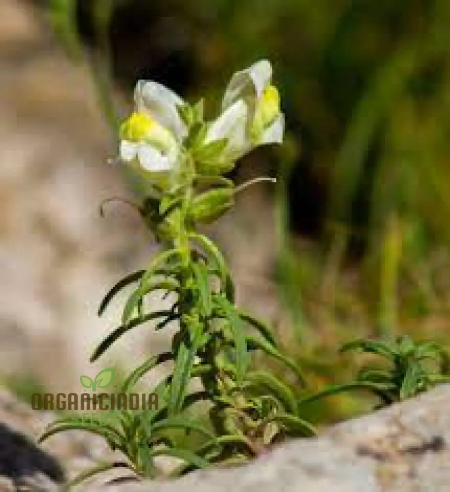 Antirrhinum Siculum Seeds - Rare Snapdragon For Gardening Enthusiasts And Botanical Lovers