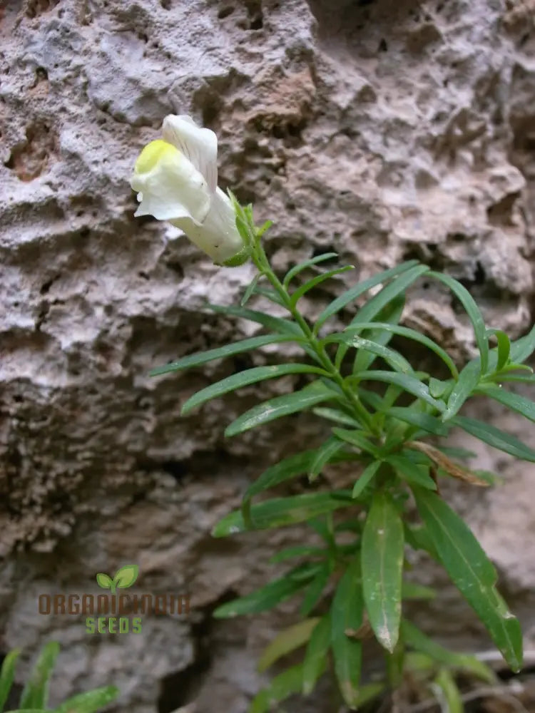 Antirrhinum Siculum Seeds - Rare Snapdragon For Gardening Enthusiasts And Botanical Lovers