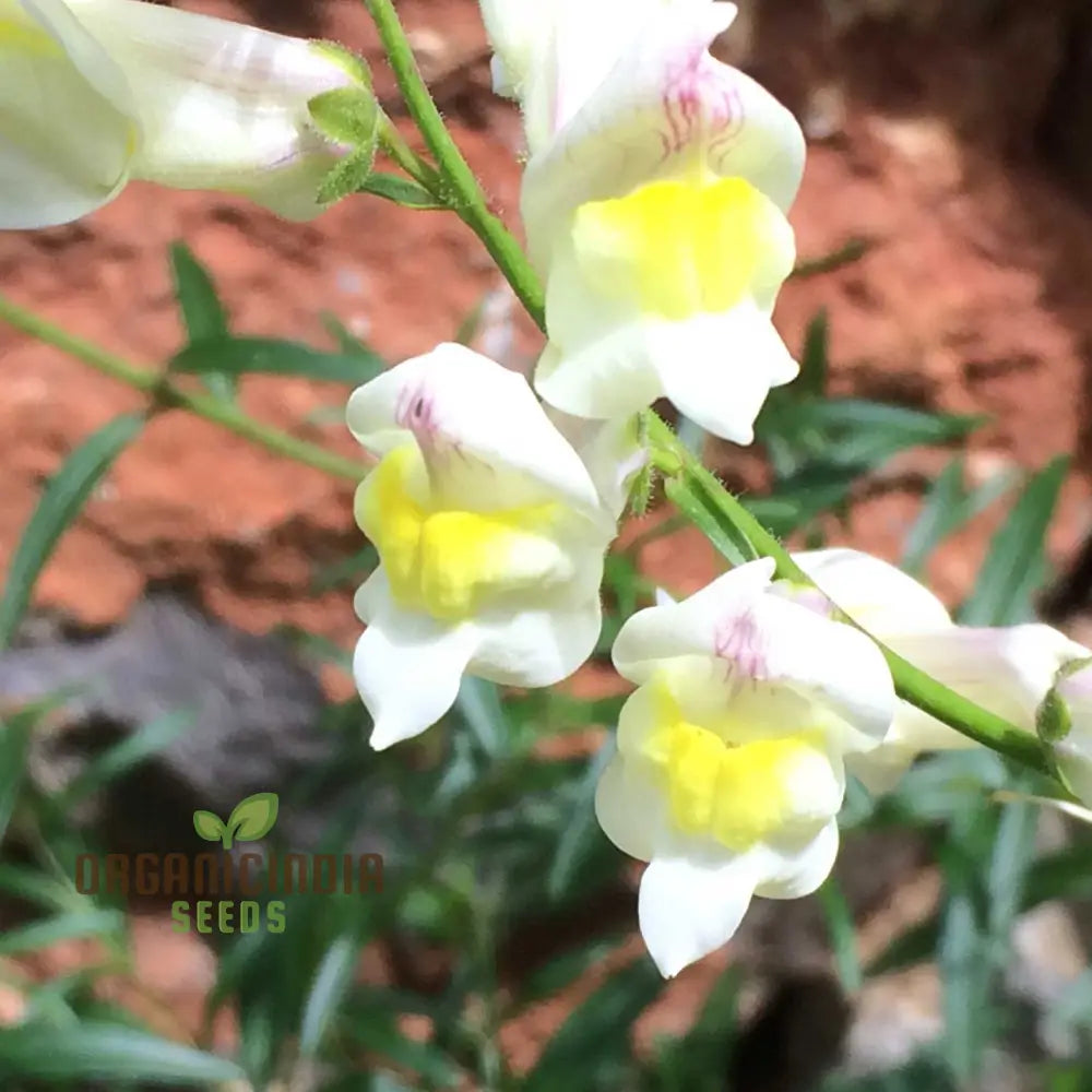 Antirrhinum Siculum Seeds - Rare Snapdragon For Gardening Enthusiasts And Botanical Lovers