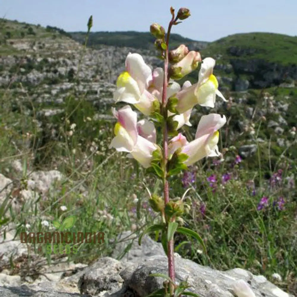 Antirrhinum Siculum Seeds - Rare Snapdragon For Gardening Enthusiasts And Botanical Lovers