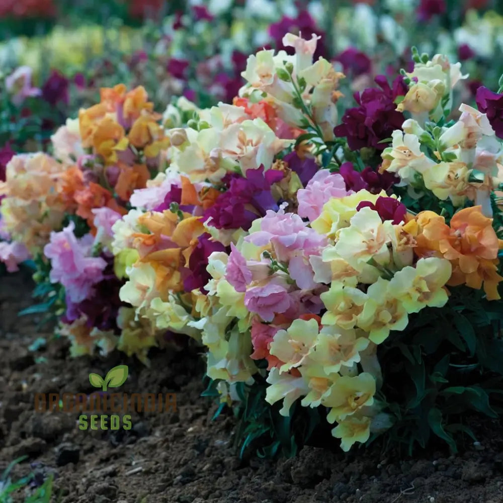 Antirrhinum Sweet Duet Mixed F1 Seeds – Elevate Your Gardening Experience With Stunning Vibrant