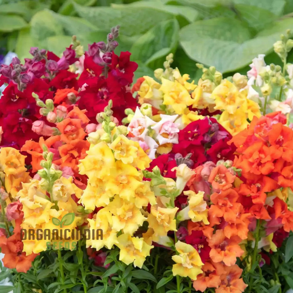 Antirrhinum Sweet Duet Mixed F1 Seeds – Elevate Your Gardening Experience With Stunning Vibrant