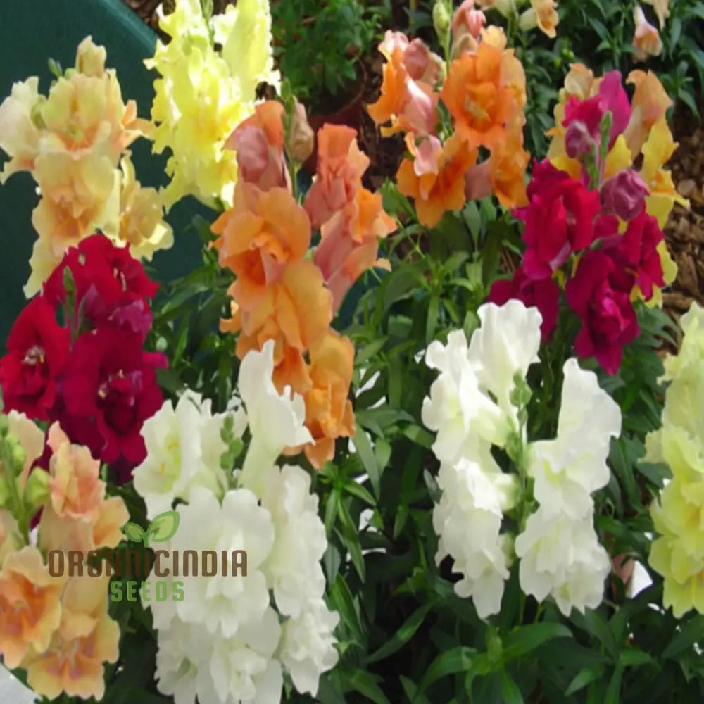 Antirrhinum Sweet Duet Mixed F1 Seeds – Elevate Your Gardening Experience With Stunning Vibrant