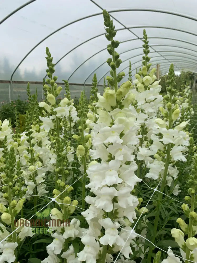 Antirrhinum White Admiral F1Laevis Flowering Seeds A Comprehensive Guide To Flower Selection Seed