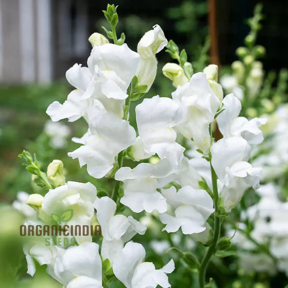 Antirrhinum White Admiral F1Laevis Flowering Seeds A Comprehensive Guide To Flower Selection Seed