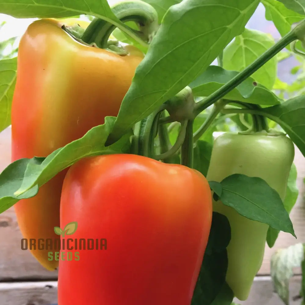 Antohi Romanian Pepper Seeds For Planting And Harvest Delicious Sweet Peppers