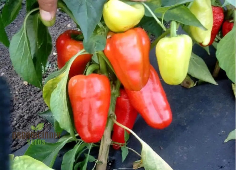 Antohi Romanian Pepper Seeds For Planting And Harvest Delicious Sweet Peppers