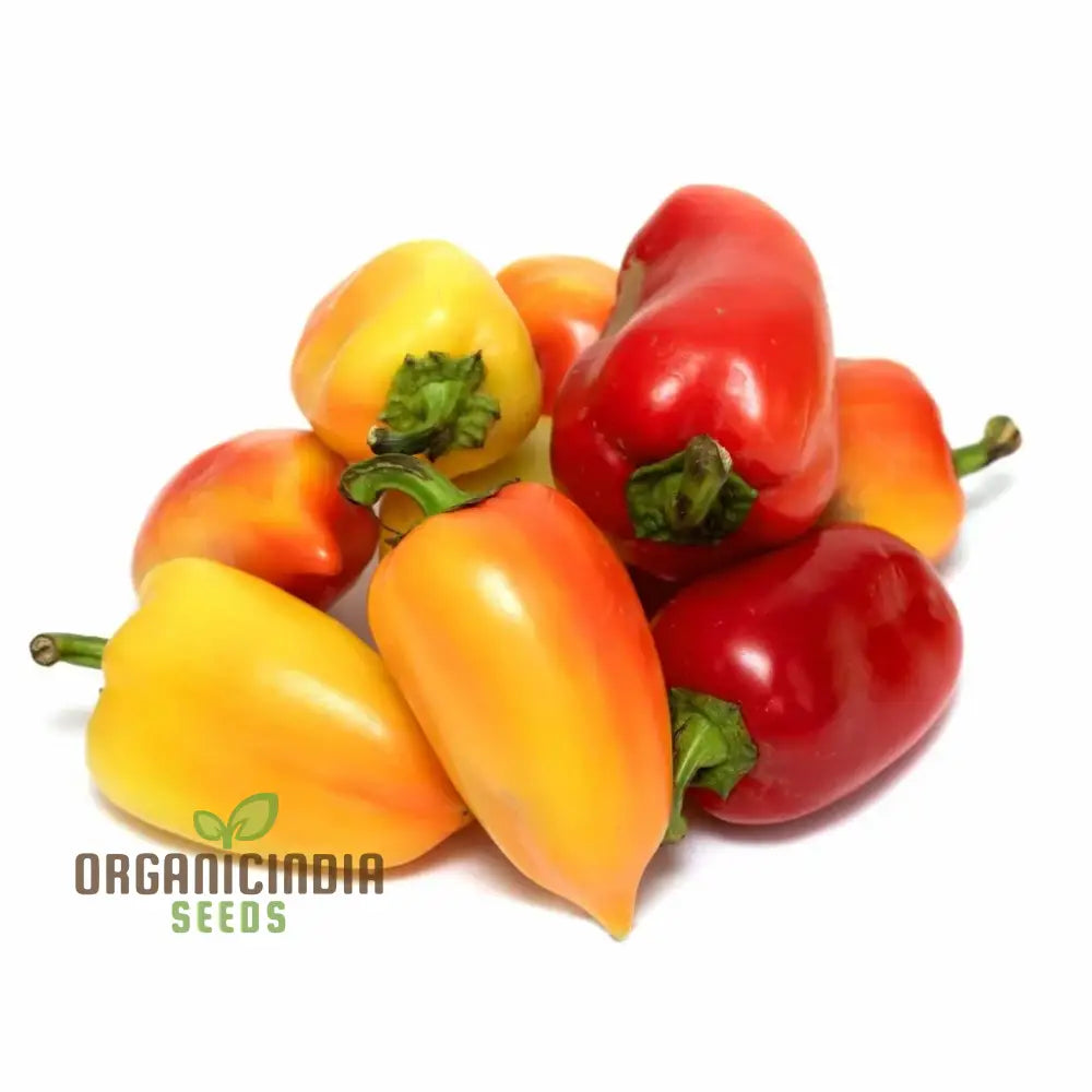 Antohi Romanian Pepper Seeds For Planting And Harvest Delicious Sweet Peppers