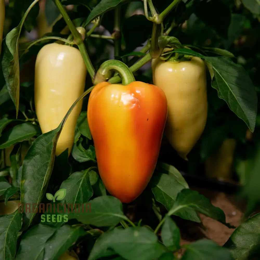 Antohi Romanian Pepper Seeds For Planting And Harvest Delicious Sweet Peppers