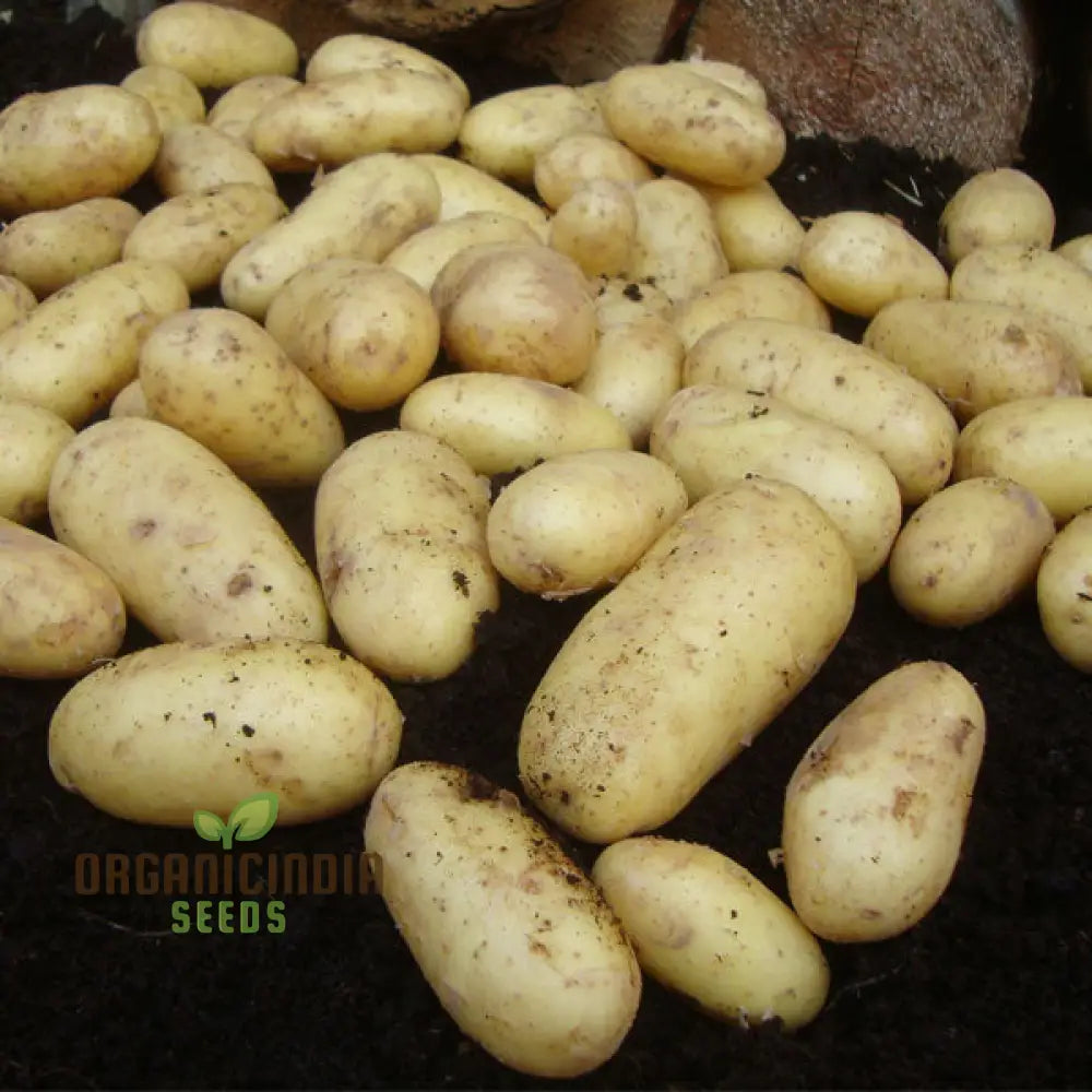 Anya Potato Seeds Gourmet Heirloom Variety For Home Gardening High-Yielding And Nutrient-Rich