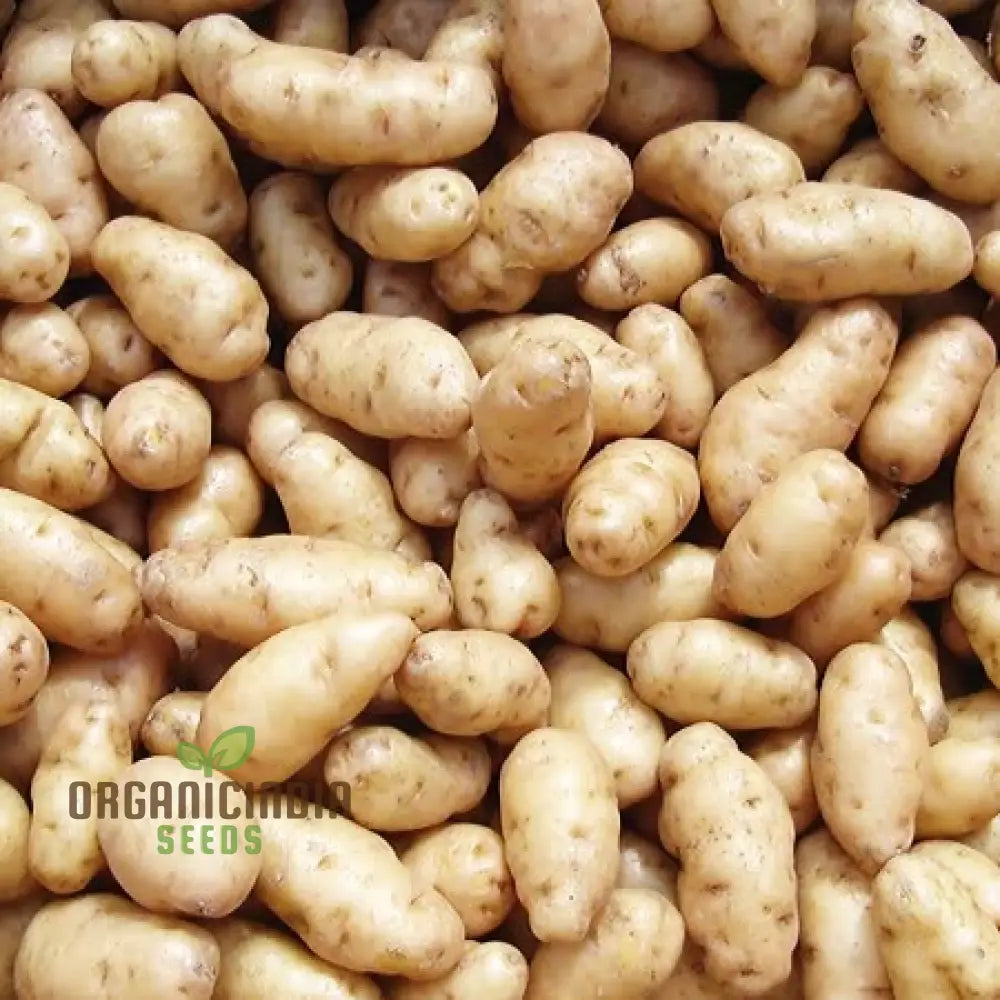 Anya Potato Seeds Gourmet Heirloom Variety For Home Gardening High-Yielding And Nutrient-Rich