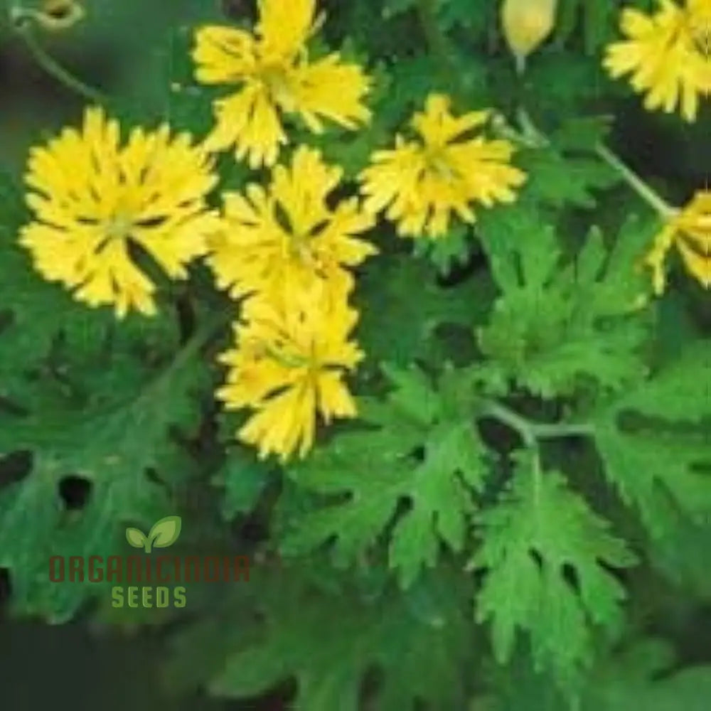 Apollo Chelidonium Majus ’Laciniatum’ Flower Seeds For Planting Premium Variety Garden Seeds