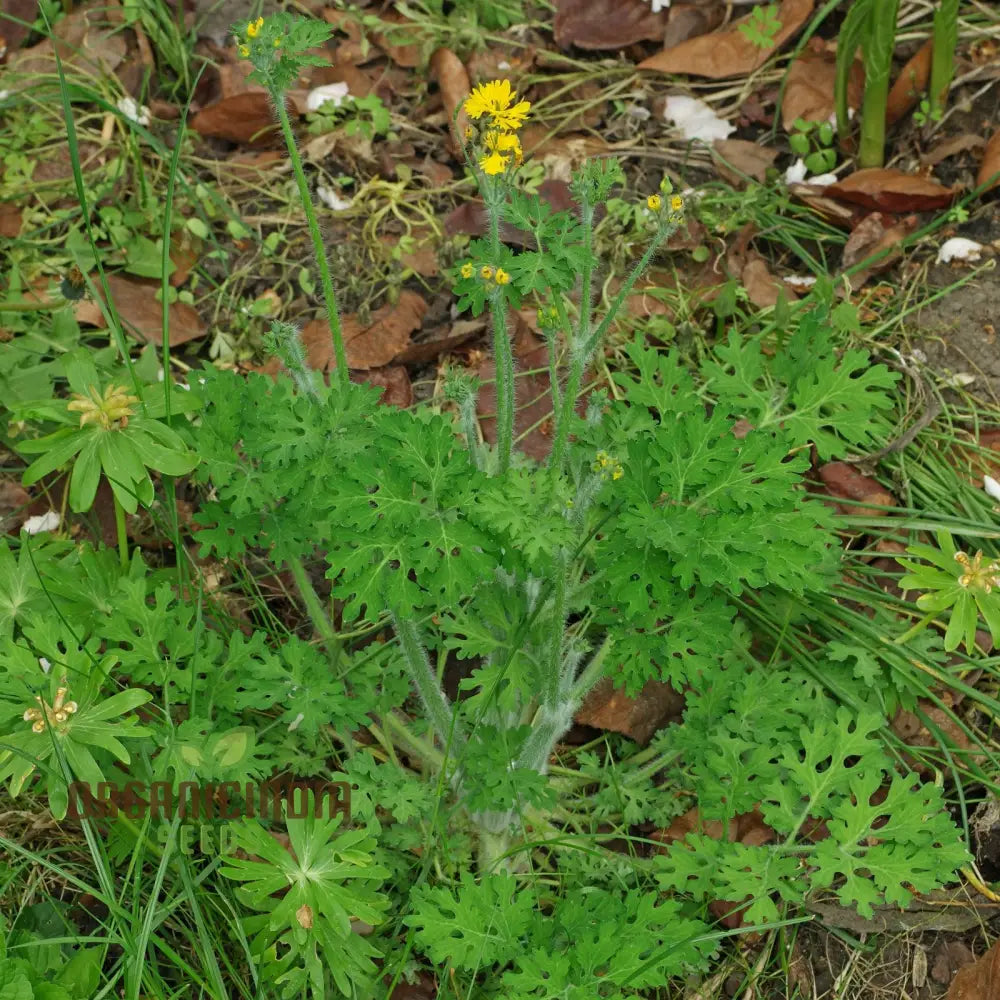 Apollo Chelidonium Majus ’Laciniatum’ Flower Seeds For Planting Premium Variety Garden Seeds