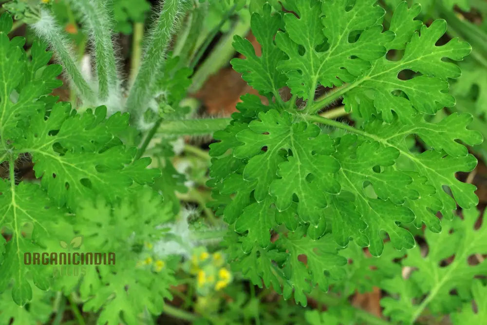 Apollo Chelidonium Majus ’Laciniatum’ Flower Seeds For Planting Premium Variety Garden Seeds